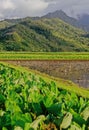 Taro Colocasia esculenta is a root vegetable