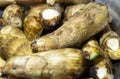 Taro Colocasia esculenta Roots or Tubes  Closeup Royalty Free Stock Photo