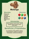 Malanga Colocasia esculenta infographic label nutritional values and health benefits in spanish