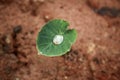 Taro corm budding in spring