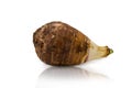 Taro corm Royalty Free Stock Photo