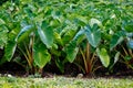 Taro crops