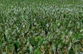 TARO OR DASHEEN FIELD colocasia esculenta, HAWAII Royalty Free Stock Photo