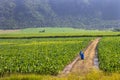 Taro farm in a large area