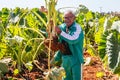 Taro field in Cyprus