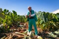 Taro field in Cyprus