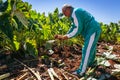 Taro field in Cyprus