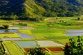Taro fields in beautiful Hanalei Valley on Kauai island, Hawaii Royalty Free Stock Photo