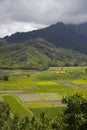 Taro Fields at Hanalei Valley, Kauai, Hawaii Royalty Free Stock Photo