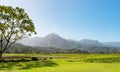 Taro fields hanalei valley kauai hawaii Royalty Free Stock Photo