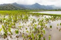 Taro fields hanalei valley kauai hawaii Royalty Free Stock Photo