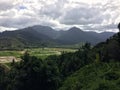 Taro Fields in Hanalei Valley on Kauai Island, Hawaii. Royalty Free Stock Photo