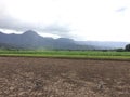 Taro Fields in Hanalei Valley on Kauai Island, Hawaii. Royalty Free Stock Photo