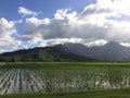 Taro Fields in Hanalei Valley on Kauai Island, Hawaii. Royalty Free Stock Photo