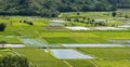 Taro fields kauai hawaii Royalty Free Stock Photo