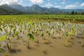 Taro fields kauai hawaii Royalty Free Stock Photo