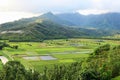 Taro fields Royalty Free Stock Photo