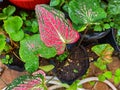 taro flowers or caladium with red and green patterns Royalty Free Stock Photo