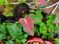 taro flowers or caladium with red and green patterns Royalty Free Stock Photo