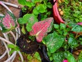 taro flowers or caladium with red and green patterns Royalty Free Stock Photo