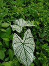 Taro is a group of plants from the genus Caladium.