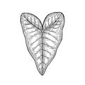 Taro leaf. Colocasia esculenta. Hand draw sketch