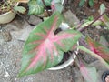 taro leaf flower plant