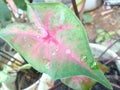 taro leaf flower plant. owh