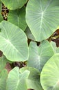 Taro leaf Royalty Free Stock Photo