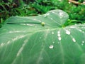a taro leaf with its uniqueness is not touched by water