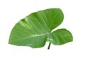 Taro Leaf Royalty Free Stock Photo