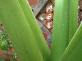 Taro leaf stalks are wet with rain water