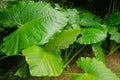 taro leaves, Araceae colocasia antiquorum schott Royalty Free Stock Photo