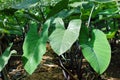 Taro leaves. Elephant ear plant leaves vegetables