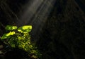 Taro leaves glowing and shining from sun ray enlighten the dark cave where its grow