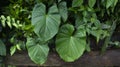 Taro leaves that grow in the middle of wild forests