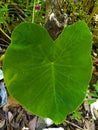 Taro leaves are leaves that have a very wide size and have many benefits