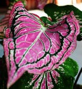 Taro leaves that look like butterfly wings, with a dark red color Royalty Free Stock Photo