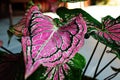 Taro leaves that look like butterfly wings, with a dark red color Royalty Free Stock Photo