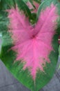 Taro leaves that look like butterfly wings, with a dark red color Royalty Free Stock Photo