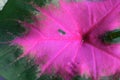 Taro leaves that look like butterfly wings, with a dark red color Royalty Free Stock Photo