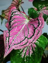 Taro leaves that look like butterfly wings, with a dark red color Royalty Free Stock Photo