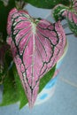 Taro leaves that look like butterfly wings, with a dark red color Royalty Free Stock Photo