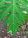 healthy papaya leaves look good