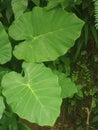 Taro leaves are very green