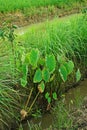 Taro plant grow together the others