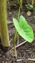 This is a taro plant, the leaves are wide and the stems are long