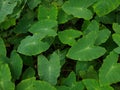 Taro plant (Colocasia esculenta), edible root vegetables Royalty Free Stock Photo