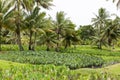 Taro plantation - Colocasia esculenta - in tropical climate on Rarotonga, Cook Islandse 