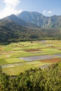 Taro plantation Royalty Free Stock Photo